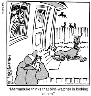 marmaduke